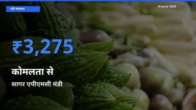 टॉप मंडी बना सागर एपीएमसी! कोमलता से के सबसे ऊँचे दाम यहीं दर्ज