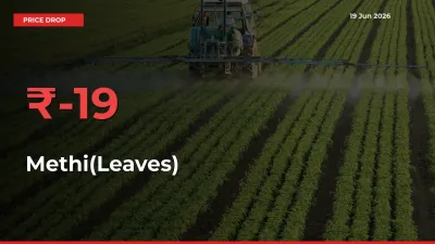 Sharp Fall! Methi(Leaves) Prices Plunge 18.89% in a Day at Key Mandis