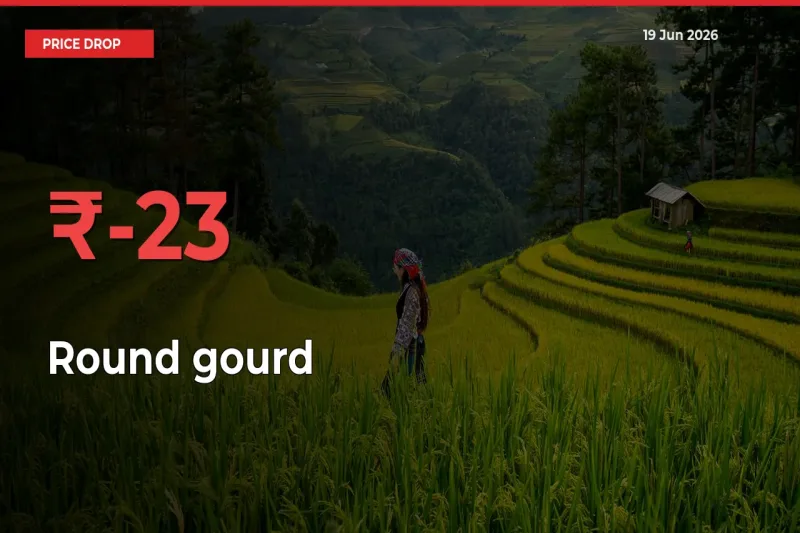 Round gourd Mandi Rate Today: Prices Fall 22.77% at Market