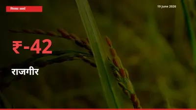 राजगीर 41.89% गिरा, मंडी