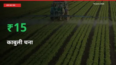 तेज़ तेजी! मंडी में काबुली चना के दाम 15.34% चढ़े