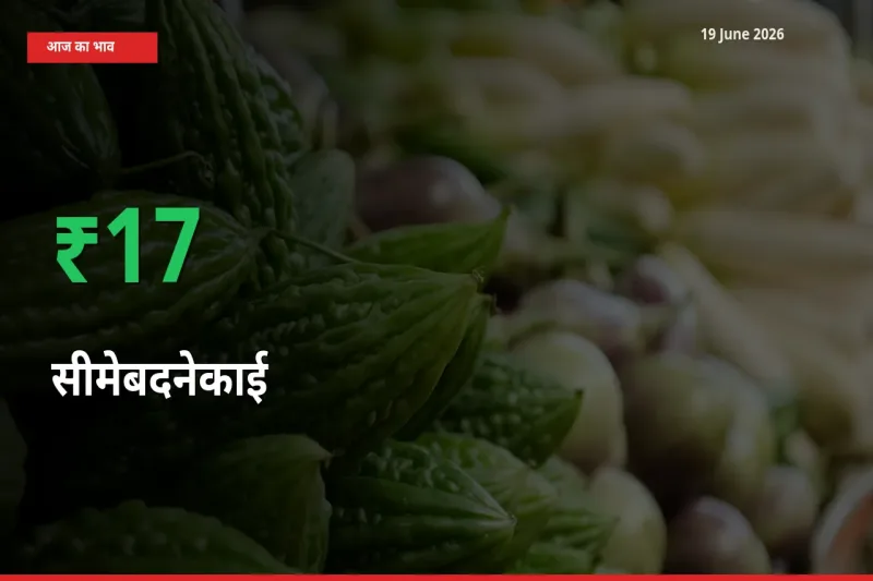 19 June अपडेट: सीमेबदनेकाई के दाम मंडी में 16.67% उछले