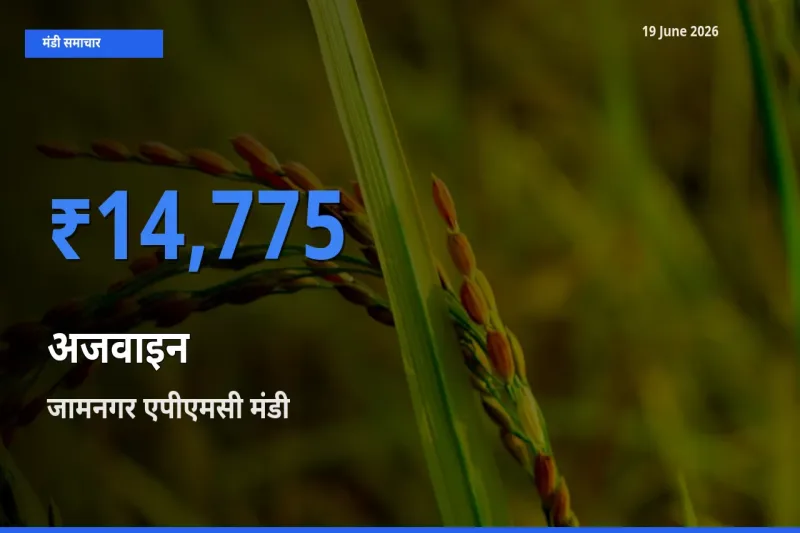 आज अजवाइन के सबसे ऊँचे दाम ₹14,775 जामनगर एपीएमसी मंडी में