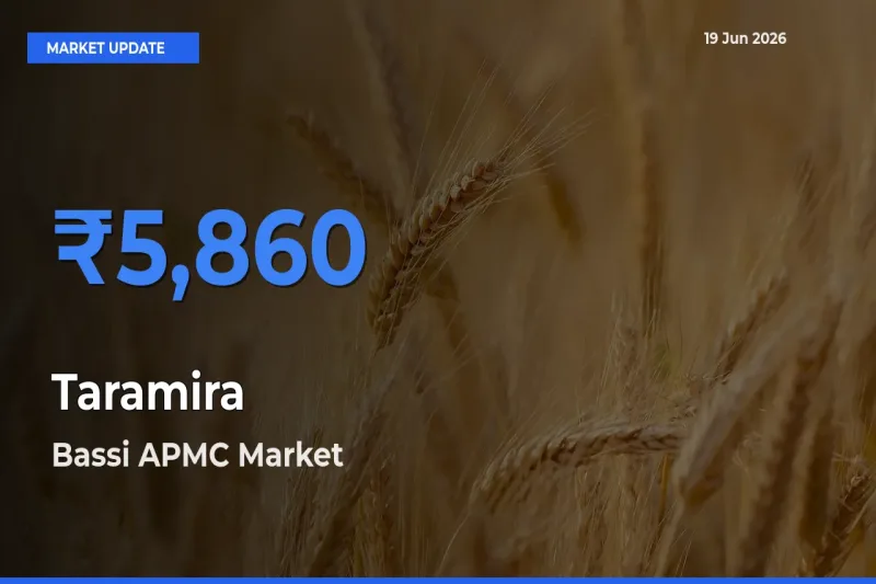 Farmers Prefer Bassi APMC as Taramira Hits Highest Rate