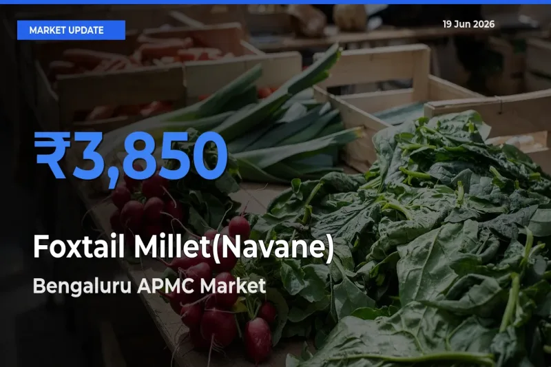 Bengaluru APMC Emerges as Top Mandi for Foxtail Millet(Navane) Prices Today