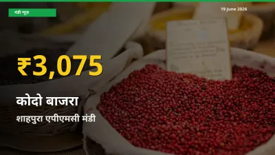 19 June अपडेट: शाहपुरा एपीएमसी में कोदो बाजरा के दाम रिकॉर्ड स्तर पर