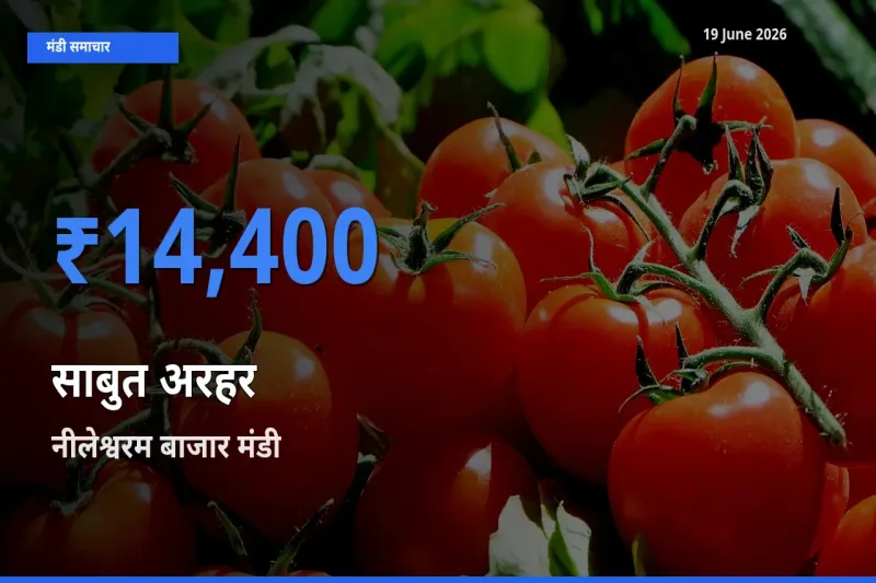 आज साबुत अरहर के सबसे ज़्यादा दाम नीलेश्वरम बाजार मंडी में दर्ज
