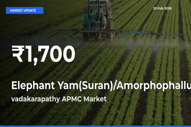 Elephant Yam(Suran)/Amorphophallus Prices Touch 30-Day Low in vadakarapathy APMC – February 25 Update