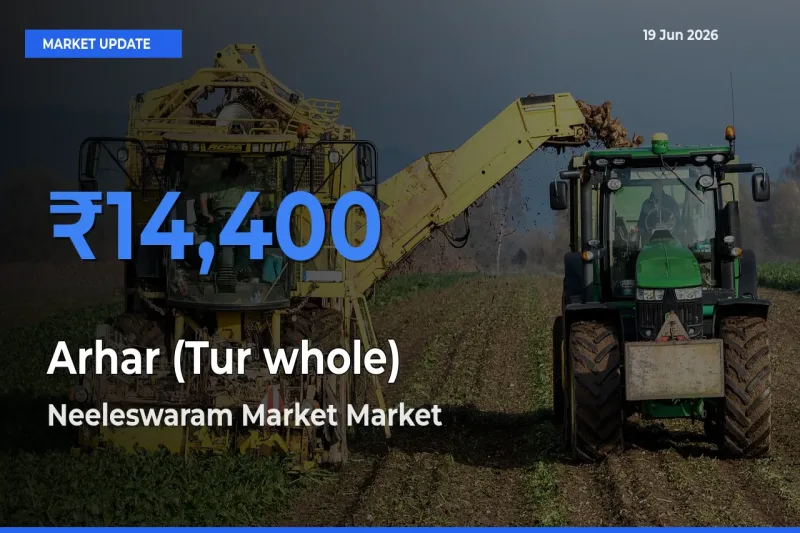 Neeleswaram Market Offers ₹14,400 – Highest Arhar (Tur whole) Rate Today