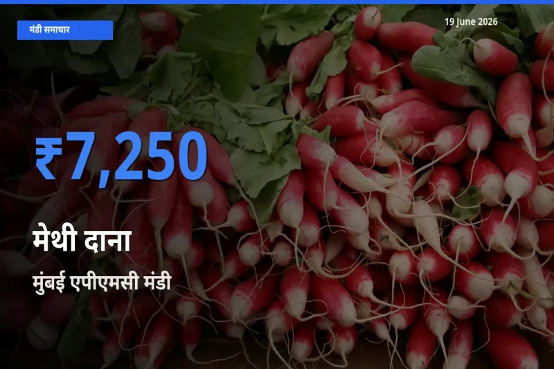 आज मेथी दाना के सबसे ऊँचे दाम ₹7,250 मुंबई एपीएमसी मंडी में
