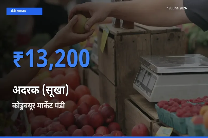 19 June अपडेट: अदरक (सूखा) के सबसे ऊँचे दाम कोडुवयूर मार्केट मंडी में
