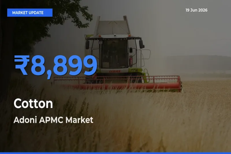 Adoni APMC Tops Cotton Mandi Rates Today