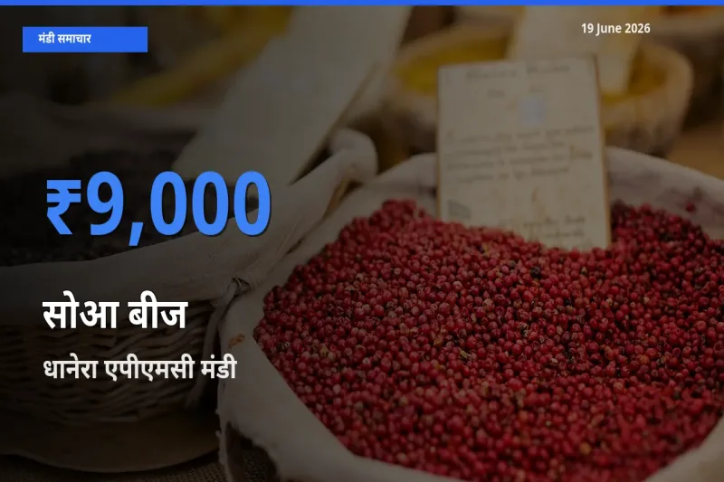 धानेरा एपीएमसी मंडी में सोआ बीज ₹9,000 पर पहुँचा – आज का सर्वोच्च भाव