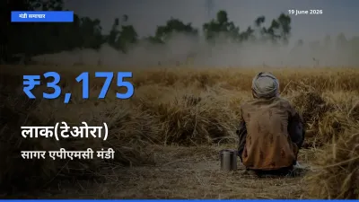 बाज़ार संकेत: सागर एपीएमसी बना लाक(टेओरा) के लिए आज की टॉप मंडी