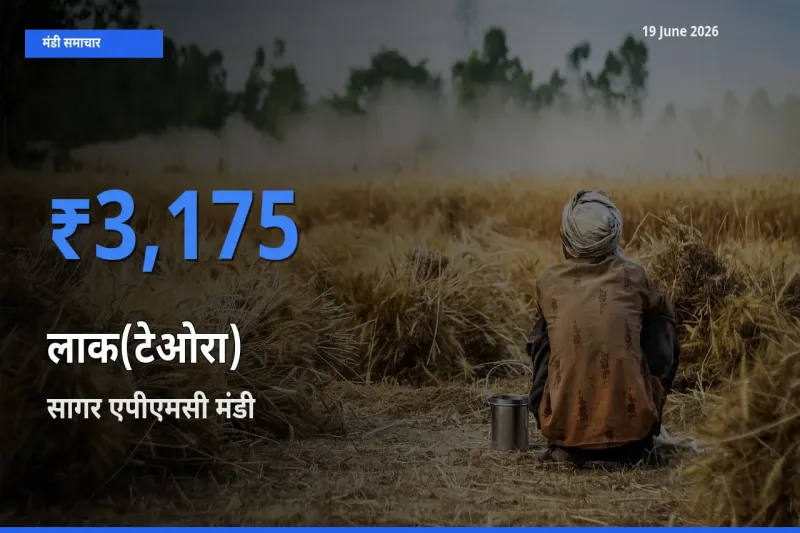 बाज़ार संकेत: सागर एपीएमसी बना लाक(टेओरा) के लिए आज की टॉप मंडी