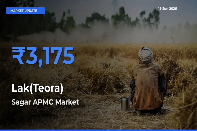 Sagar APMC Offers ₹3,175 – Highest Lak(Teora) Rate Today