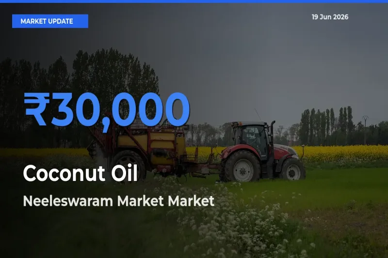 Neeleswaram Market Emerges as Top Mandi for Coconut Oil Prices Today