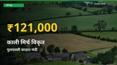 आज पुलपल्ली बाज़ार में काली मिर्च विकृत के दाम रिकॉर्ड स्तर पर, ताज़ा मंडी भाव जानें
