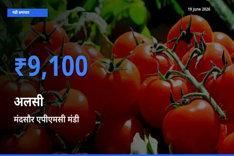 मंदसौर एपीएमसी मंडी में अलसी ₹9,100 पर पहुँचा – आज का सर्वोच्च भाव