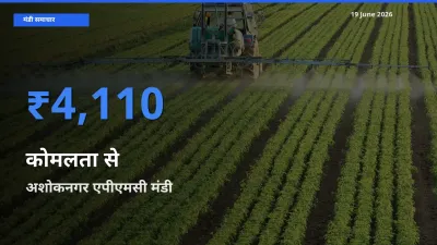 आज का मंडी भाव: कोमलता से के सबसे ज़्यादा दाम अशोकनगर एपीएमसी में