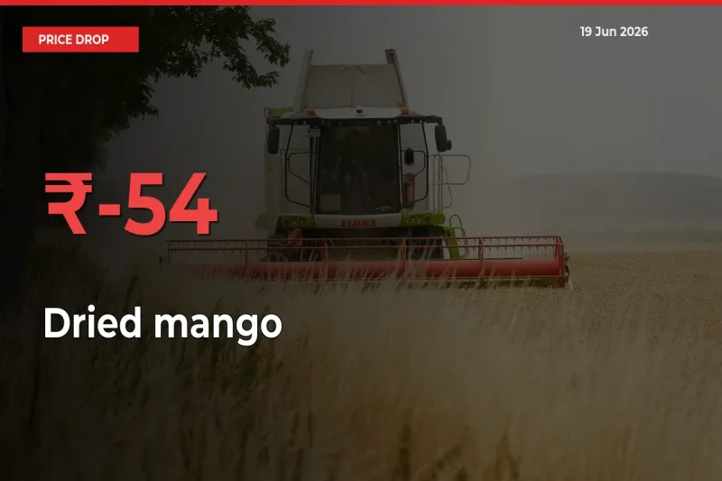 54.33% Drop in Dried mango Prices – Mandi Sees Sudden Fall