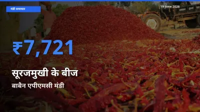 आज सूरजमुखी के बीज के सबसे ज़्यादा दाम बाबैन एपीएमसी मंडी में दर्ज