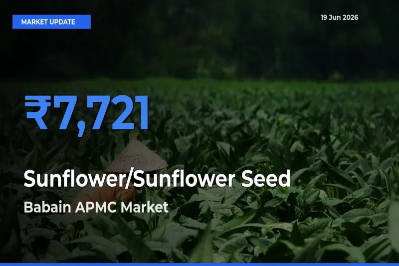 Babain APMC Emerges as Top Mandi for Sunflower/Sunflower Seed Prices Today
