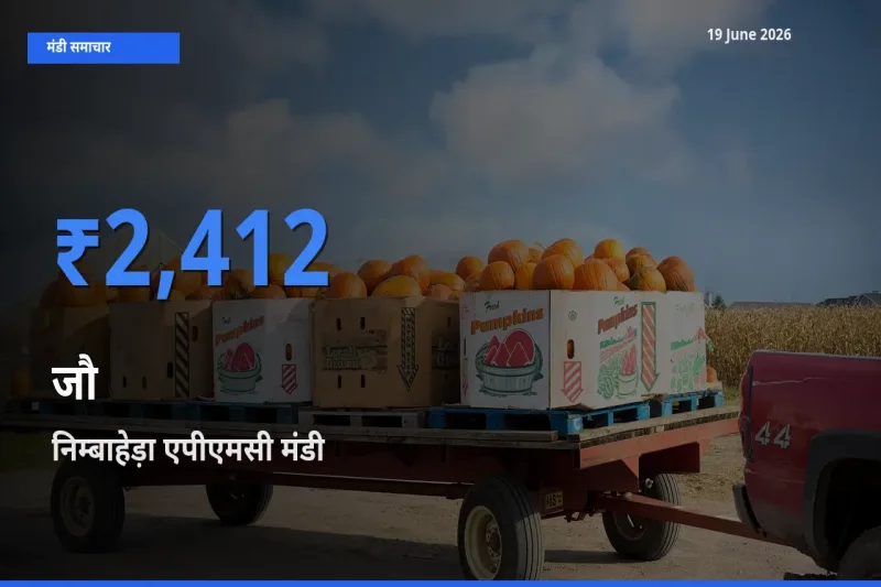 निम्बाहेड़ा एपीएमसी में जौ का आज सबसे ऊँचा भाव