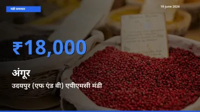 आज का मंडी भाव: अंगूर के सबसे ज़्यादा दाम उदयपुर (एफ एंड वी) एपीएमसी में
