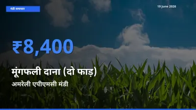 अमरेली एपीएमसी में मूंगफली दाना (दो फाड़) का आज सबसे ऊँचा भाव