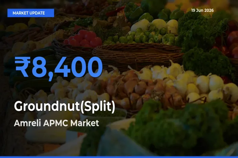 Amreli APMC Offers ₹8,400 – Highest Groundnut(Split) Rate Today