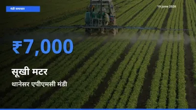 थानेसर एपीएमसी मंडी में आज सूखी मटर के सबसे ऊँचे दाम दर्ज