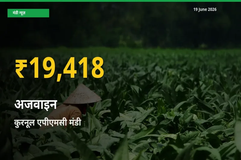 रिकॉर्ड तेज़ी! कुरनूल एपीएमसी में अजवाइन ₹19,418 पर पहुँचा