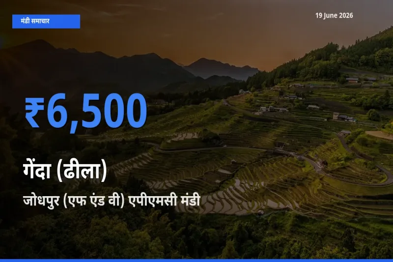 आज गेंदा (ढीला) के सबसे ऊँचे दाम ₹6,500 जोधपुर (एफ एंड वी) एपीएमसी मंडी में