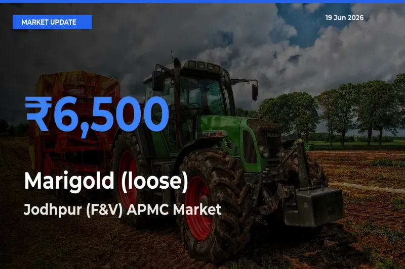 Marigold (loose) Mandi Rate Today: Jodhpur (F&V) APMC Tops the List