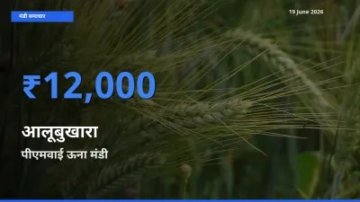 टॉप मंडी बना पीएमवाई ऊना! आलूबुखारा के सबसे ऊँचे दाम यहीं दर्ज