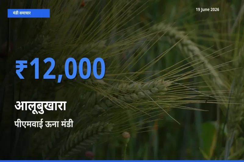 टॉप मंडी बना पीएमवाई ऊना! आलूबुखारा के सबसे ऊँचे दाम यहीं दर्ज