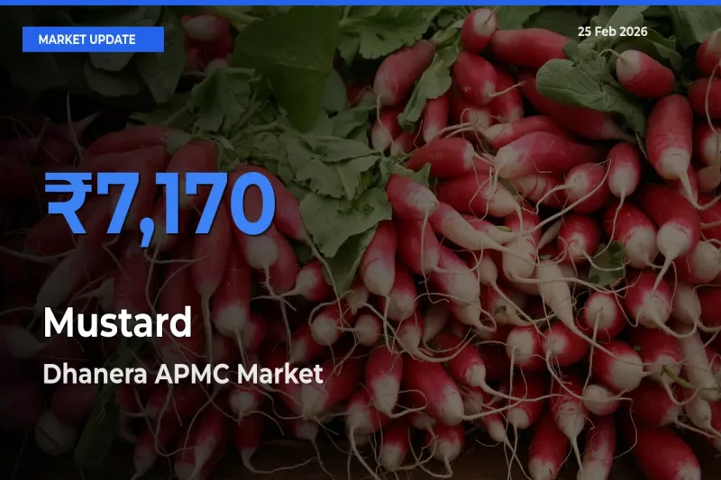 Dhanera APMC Tops Mustard Rates – February 25 Market Update