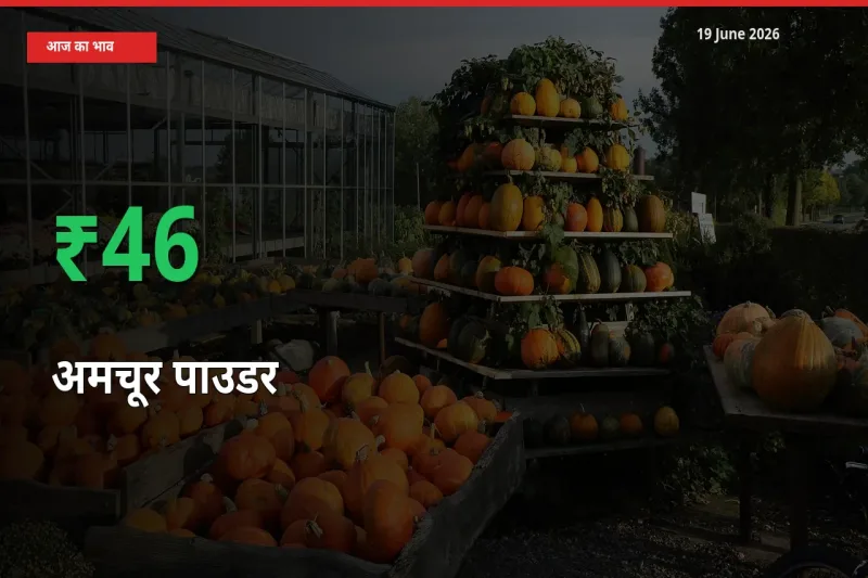 बाज़ार संकेत: अमचूर पाउडर के भाव मंडी में 46.42% ऊपर