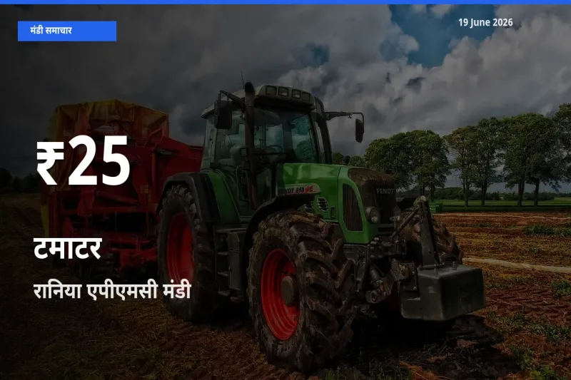 किसानों के लिए चिंता का विषय? टमाटर के दाम रानिया एपीएमसी में 30 दिन के न्यूनतम स्तर पर