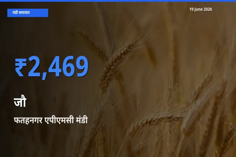 फतहनगर एपीएमसी मंडी में आज जौ के सबसे ऊँचे दाम दर्ज