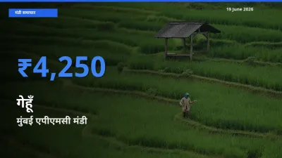 किसानों की पसंद बना मुंबई एपीएमसी, गेहूँ के सबसे अच्छे दाम
