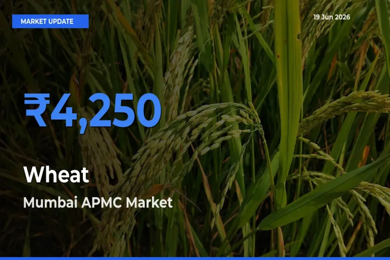 Mumbai APMC Tops Wheat Rates – June 19 Market Update