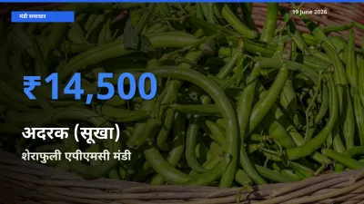 आज का मंडी भाव: अदरक (सूखा) के सबसे ज़्यादा दाम शेराफुली एपीएमसी में