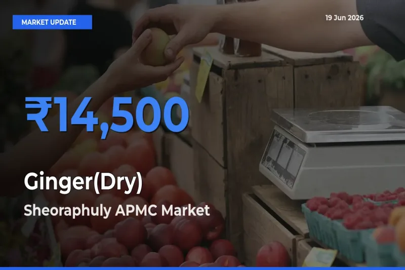 Market Watch: Sheoraphuly APMC Becomes Top Mandi for Ginger(Dry)