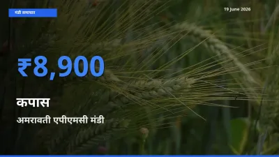 टॉप मंडी बना अमरावती एपीएमसी! कपास के सबसे ऊँचे दाम यहीं दर्ज