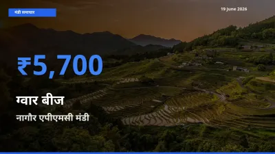 आज ग्वार बीज के सबसे ज़्यादा दाम नागौर एपीएमसी मंडी में दर्ज