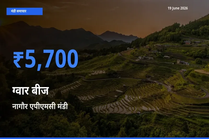 आज ग्वार बीज के सबसे ज़्यादा दाम नागौर एपीएमसी मंडी में दर्ज
