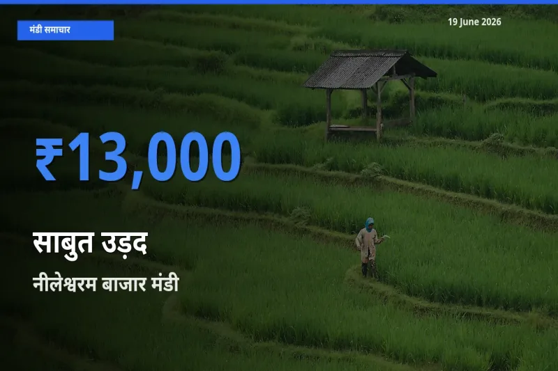 बाज़ार संकेत: नीलेश्वरम बाजार बना साबुत उड़द के लिए आज की टॉप मंडी