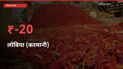 लोबिया (करमानी) 20.33% गिरा, मंडी